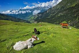 घर-द्वार पर मोबाइल पशु चिकित्सा सेवाएं बस एक फोन कॉल दूर